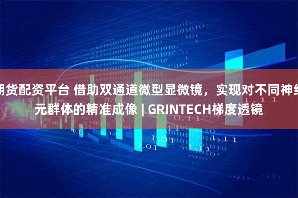 期货配资平台 借助双通道微型显微镜，实现对不同神经元群体的精准成像 | GRINTECH梯度透镜